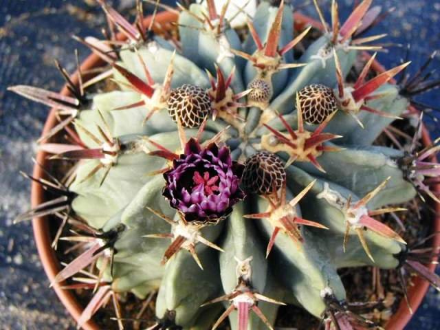 Ferocactus_latispinus_v._spiralis
